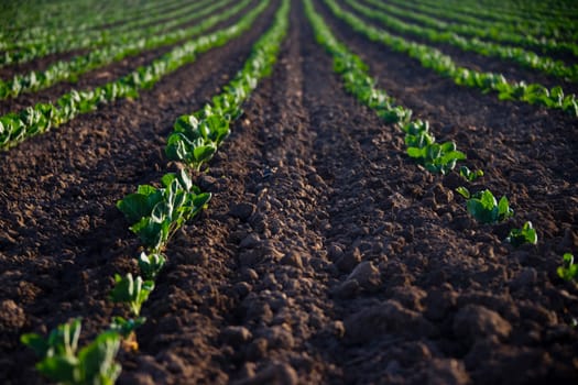 Crop in a field, California, USA