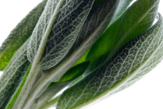 Close_up of green leaves