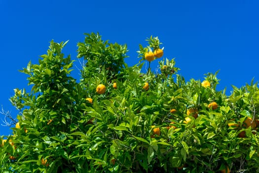 Orange garden. citrus fruits. oranges on a tree