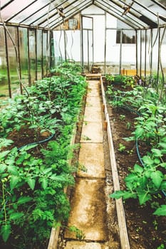 Small glass greenhouse with tomato plants and watering system. Domestic hothouse for supporting plants.