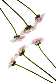 Close_up of flowers