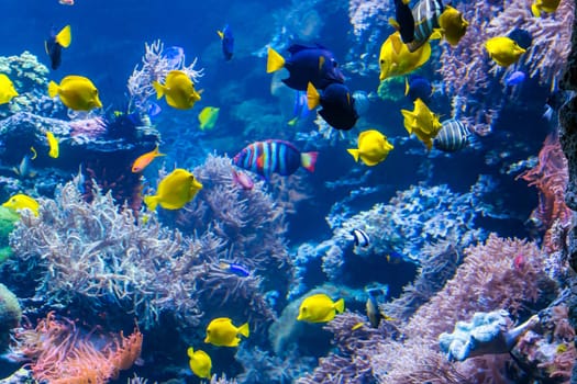 Underwater Scene With Coral Reef And Tropical Fish