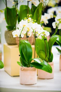 Orchid flower in garden. beautiful flowers