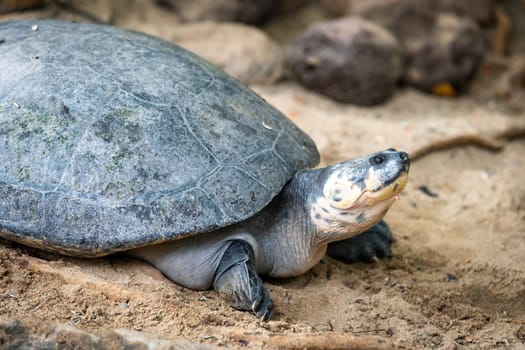 Portrait of the  turtle on the sandy beach. Sea Turtle