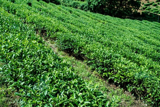 Green tea farm in spring. Tea plantation