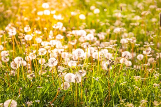 Summer meadow with dandelions in beautiful sunset light, soft focus