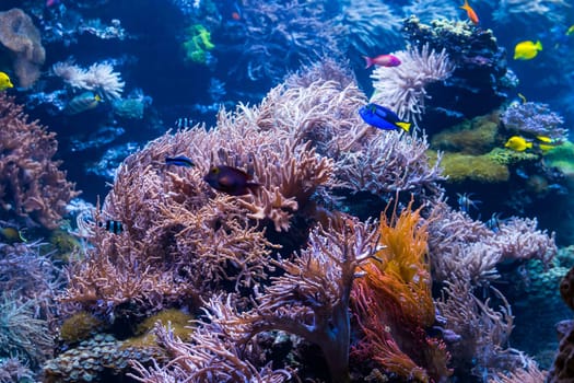beautiful underwater world with  tropical fish