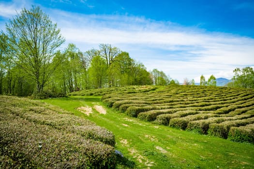 Krasnodar tea plantations in Solokhaul