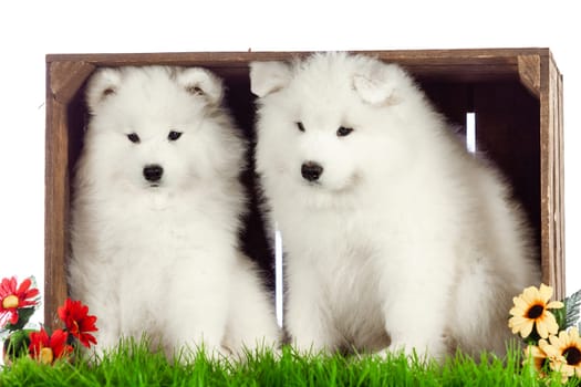 samoyed dogs puppies isolated on white