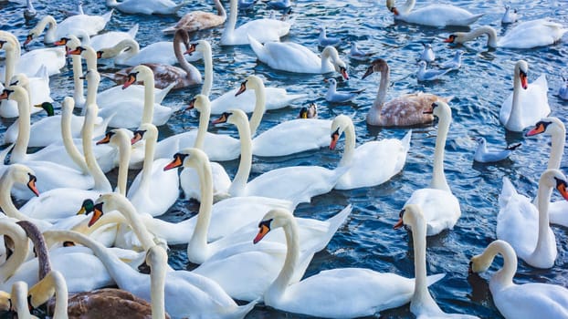 White swans  swimming in sea water in winter
