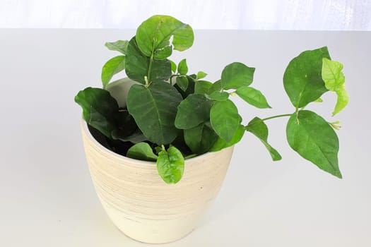 Pot with a jasmine plant on a white table and background.