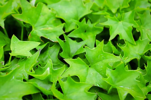 a backgroud of bright green german ivy leaves.