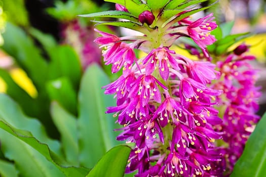 closeup of the pink flowers of a pineapple lily.