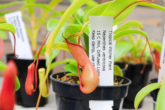 A pitcher plant grows in a houseplant pot.