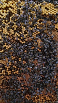Honeycomb frame full of bees and eggs