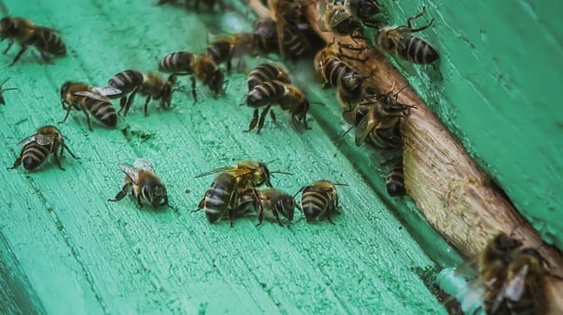 Close up of bees at the beehive entry
