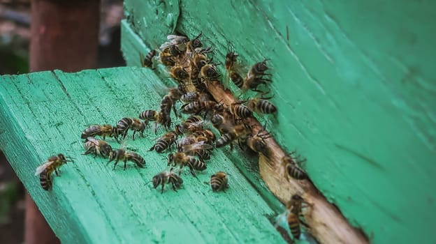 Close up of bees at the beehive entry