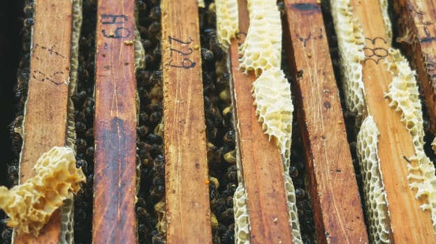 Close up of honeycomb frames in a beehive with numbers