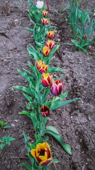 Row of colourful tulips in the garden