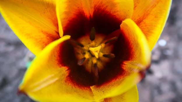 Close up of colourful tulip seeds and flower