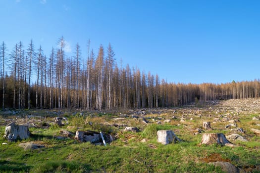 deforested forest near Schierke in the Harz National Park in Germany at the foot of the Brocken mountain, damaged by the bark beetle
