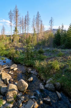 the river Kalte Bode near Schierke in the Harz National Park in Germany. In the background trees damaged by the bark beetle.