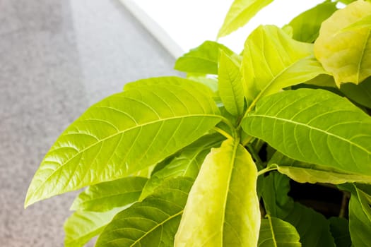 green leaf plant nature pattern