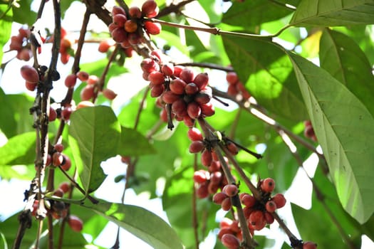 Coffee drink is a black,caffeinated drink made from hot water,roasted and ground coffee beans and the seeds of the fruit of the coffee plant.