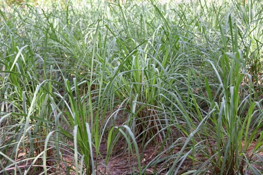 The green West Indian lemongrass,known as Guatemalan lemongrass or sereh,is a species of the sweet grass family. The leaves are divided into leaf sheath and leaf blade.