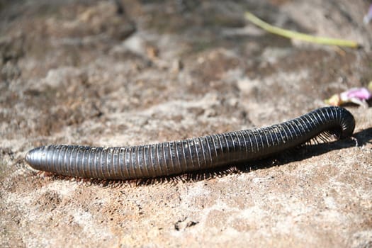 A black,herbivorous millipede in the wild on a stone in Zanzibar,Africa..