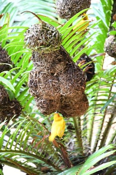 Yellow weaver birds like to live near people south of the Sahara in grasslands and build their hanging nests there.