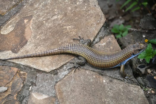 The ventral edge shields of Skyros wall lizards of males ready to mate show a strong blue color. They can merge into a blue stripe.