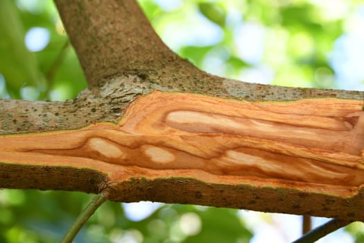The real cinnamon tree is a type of plant within the laurel family. This is grown in tropical countries like Zanzibar or Madagascar.