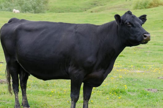 Cow Bos primigenius taurus. Otago Peninsula. Otago. South Island. New Zealand.