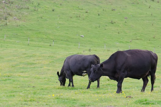 Cows Bos primigenius taurus. Otago Peninsula. Otago. South Island. New Zealand.