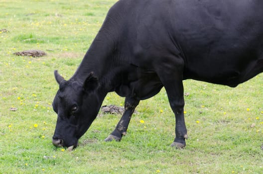 Cow Bos primigenius taurus grazing. Otago Peninsula. Otago. South Island. New Zealand.