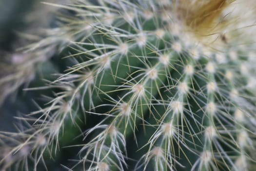 beautiful cactus with skewers for your pain defense protection