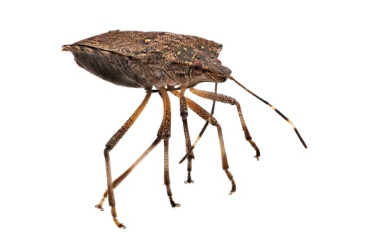 True Bug Close Up, macrophotography of insect isolatet with white background