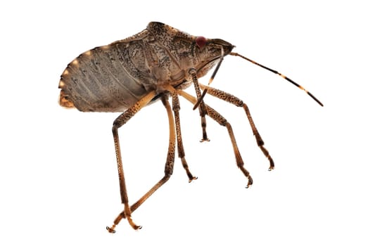 True Bug Close Up, macrophotography of insect isolatet with white background