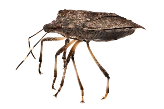 True Bug Close Up, macrophotography of insect isolatet with white background