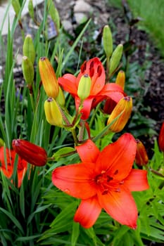 A daylily is a flowering plant in the genus Hemerocallis. Gardening enthusiasts and professional horticulturalists have long bred daylily species for their attractive flowers. Thousands of cultivars have been registered by local and international Hemerocallis societies. Hemerocallis is now placed in family Xanthorrhoeaceae, subfamily Hemerocallidoideae, but used to be part of Liliaceae (which includes true lilies).