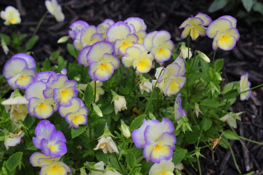 The garden pansy is a type of large-flowered hybrid plant cultivated as a garden flower.