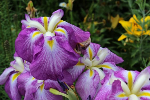 Iris is a genus of 260–300 species of flowering plants with showy flowers. It is a popular perennial garden flower.