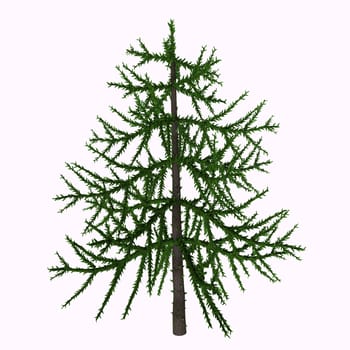 Araucaria is an early evergreen conifer that lived in the Triassic Period and is living today as trees such as the Monkey Puzzle tree.