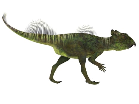 Archaeoceratops was a Ceratopsian herbivorous dinosaur that lived in China in the Cretaceous Period.