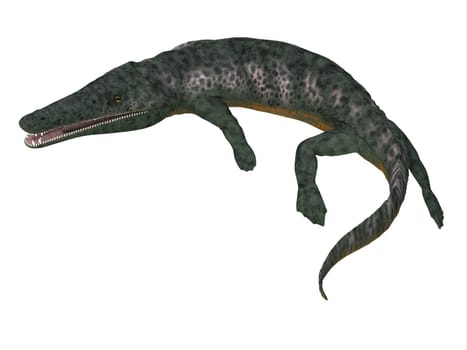Archegosaurus was an amphibian tetrapod that lived in Europe during the Permian Period.
