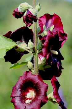 Alcea rosea (common hollyhock) is an ornamental plant in the Malvaceae family. It was imported into Europe from southwestern China during, or possibly before, the 15th century. William Turner, a herbalist of the time, gave it the name "holyoke"" from which the English name derives. Alcea rosea is variously described as a biennial (having a two-year life cycle), as an annual, or as a short-lived perennial."