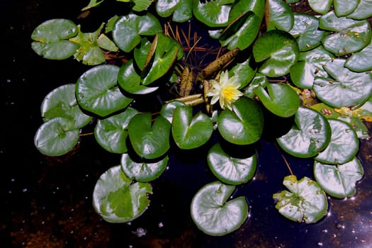 Members of this family are commonly called water lilies and live as rhizomatous aquatic herbs in temperate and tropical climates around the world. The family contains five genera with about 70 known species. Water lilies are rooted in soil in bodies of water, with leaves and flowers floating on or emergent from the surface.