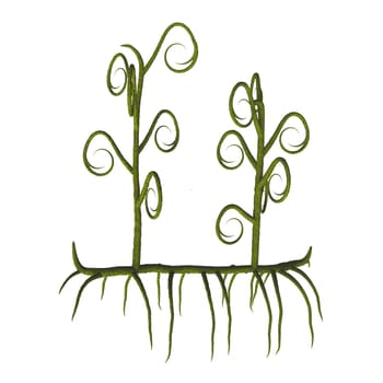 Asteroxylon was one of the earliest lycopods and lived in the Devonian to Early Carboniferous Periods.