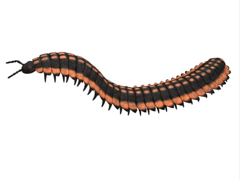 Arthropleura was a giant insect invertebrate that lived in North America and Scotland during the Carboniferous Period.